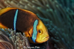 The Orange-Fin Anemonefish (Amphiprion chrysopterus) is o... by Devon Fox 